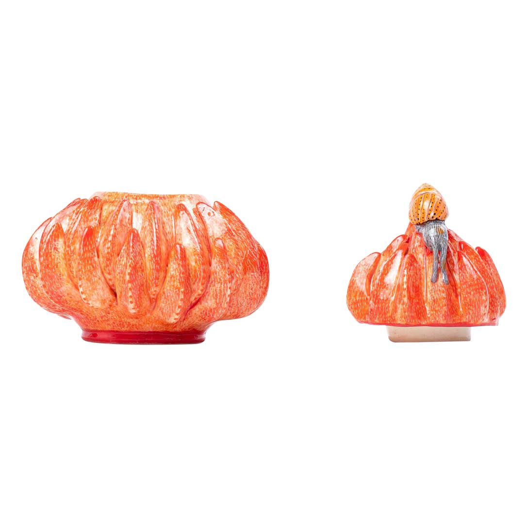 Protea & snail jewelry box