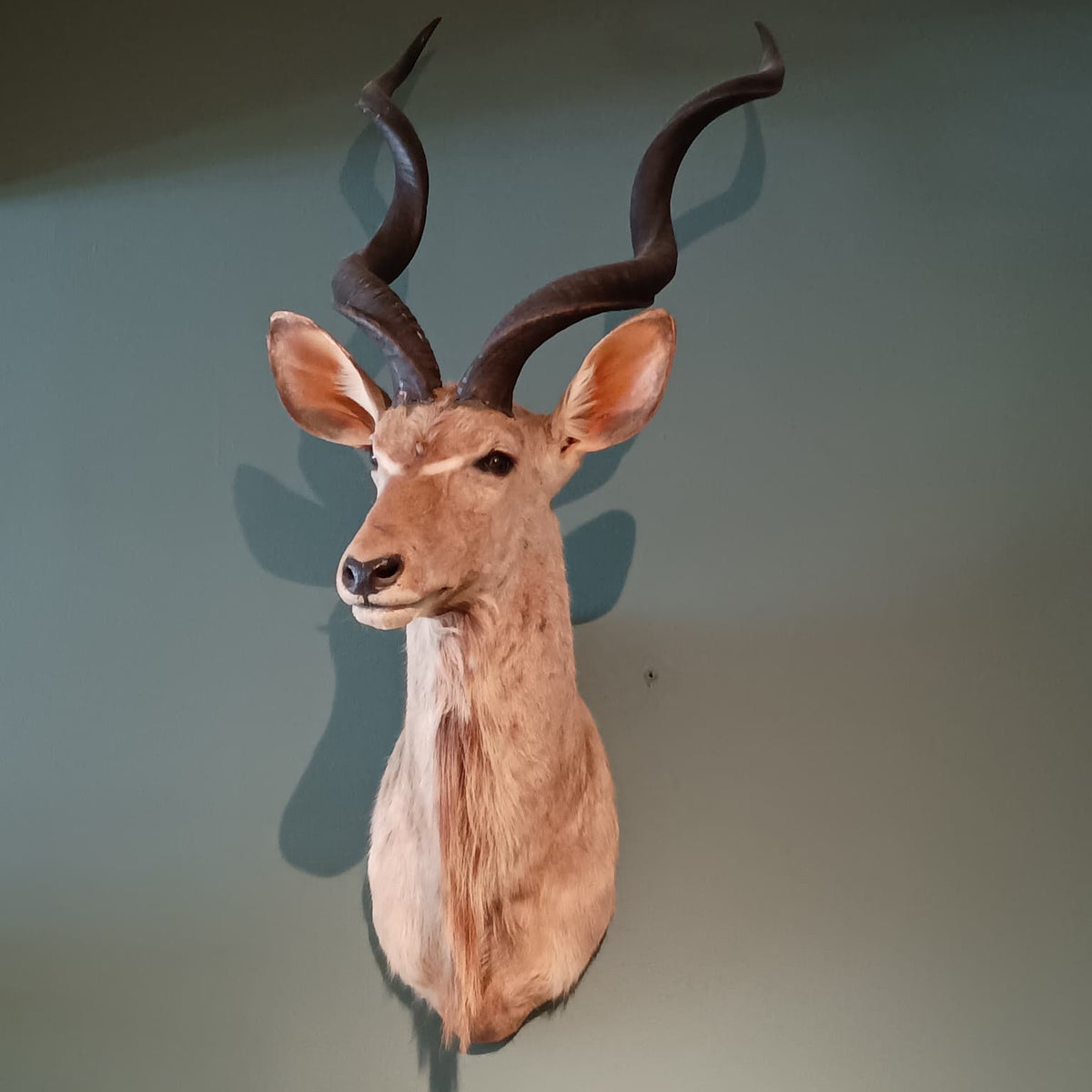 Male kudu taxidermy