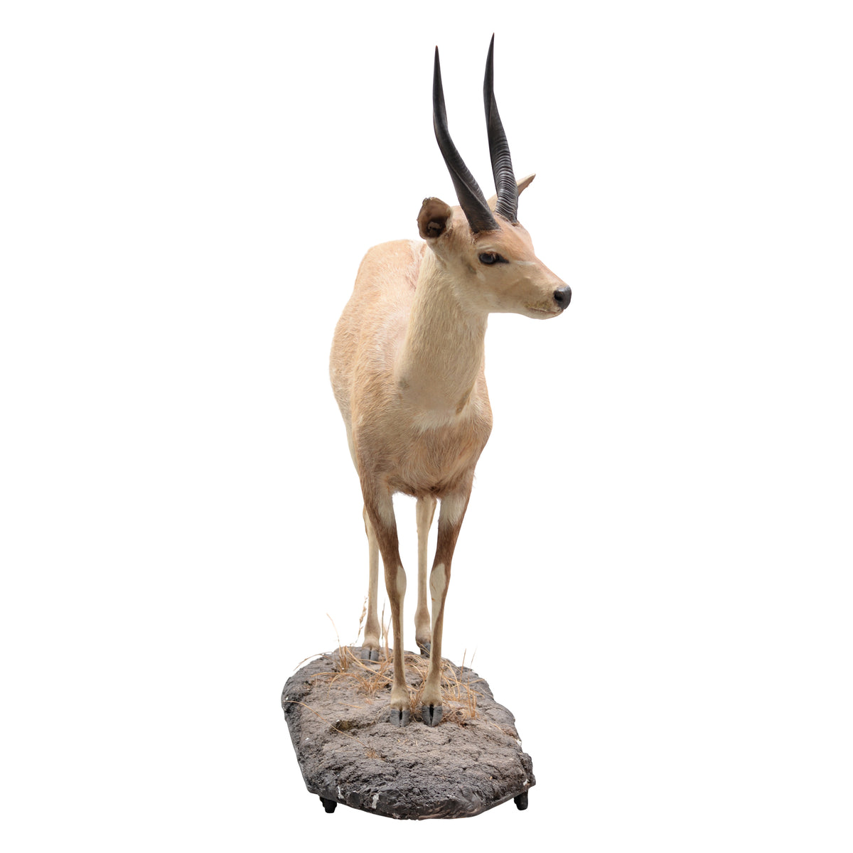 Full body female Gazelle (as is condition)
