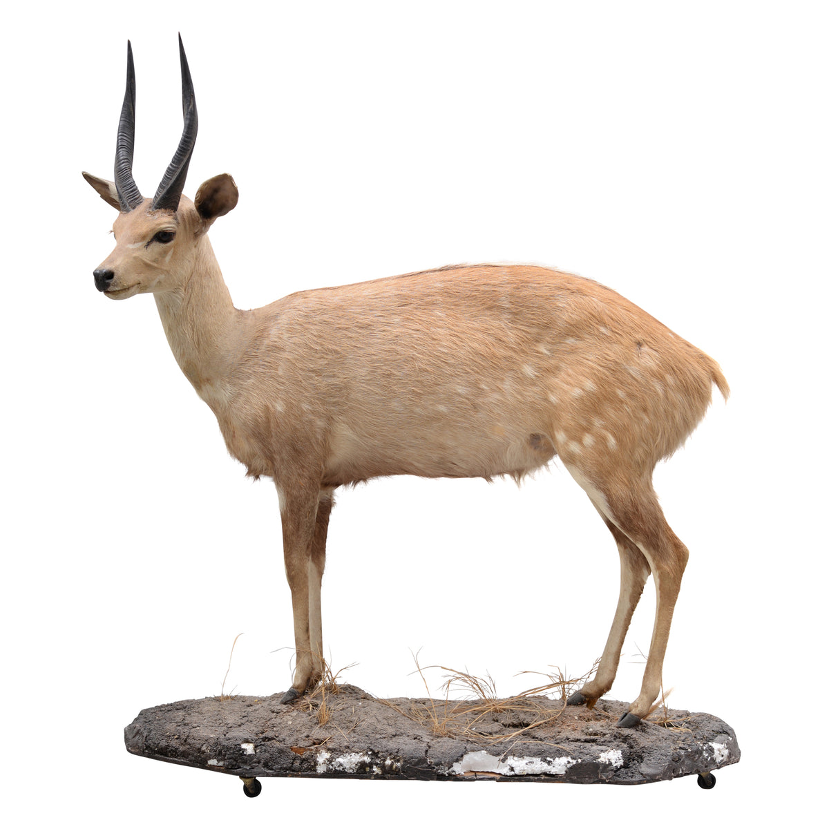 Full body female Gazelle (as is condition)