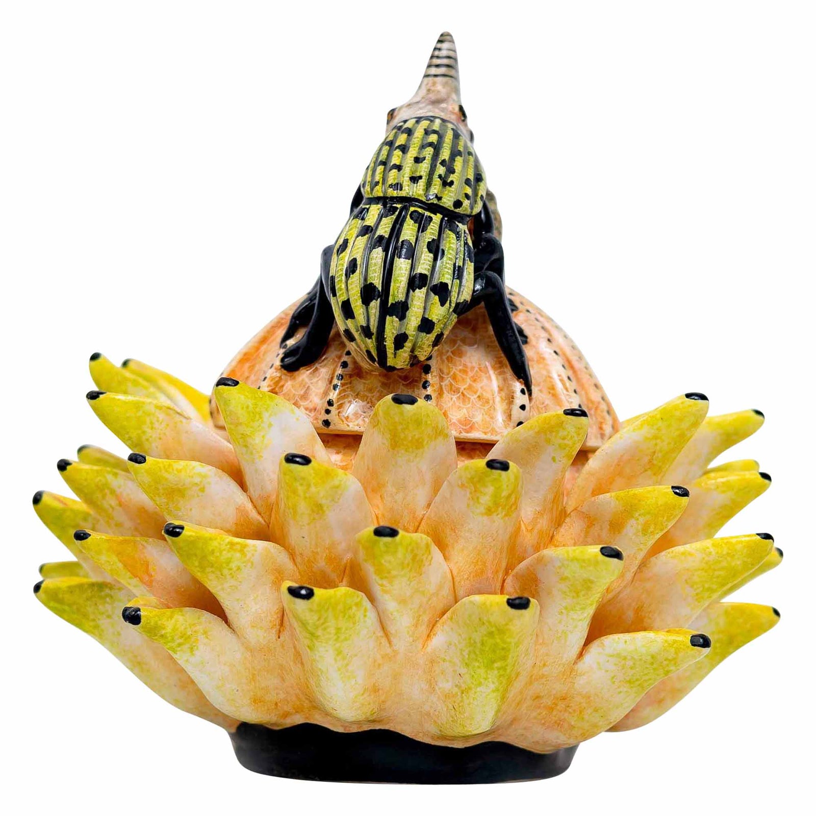 Bettle Protea Jewelry Box