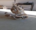 Cheetah Jewelry Box