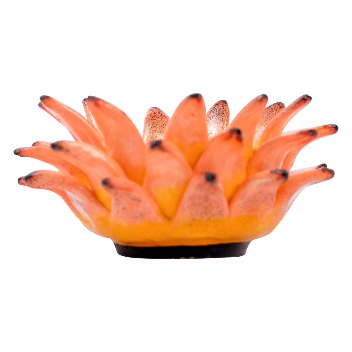 Protea Eggcup