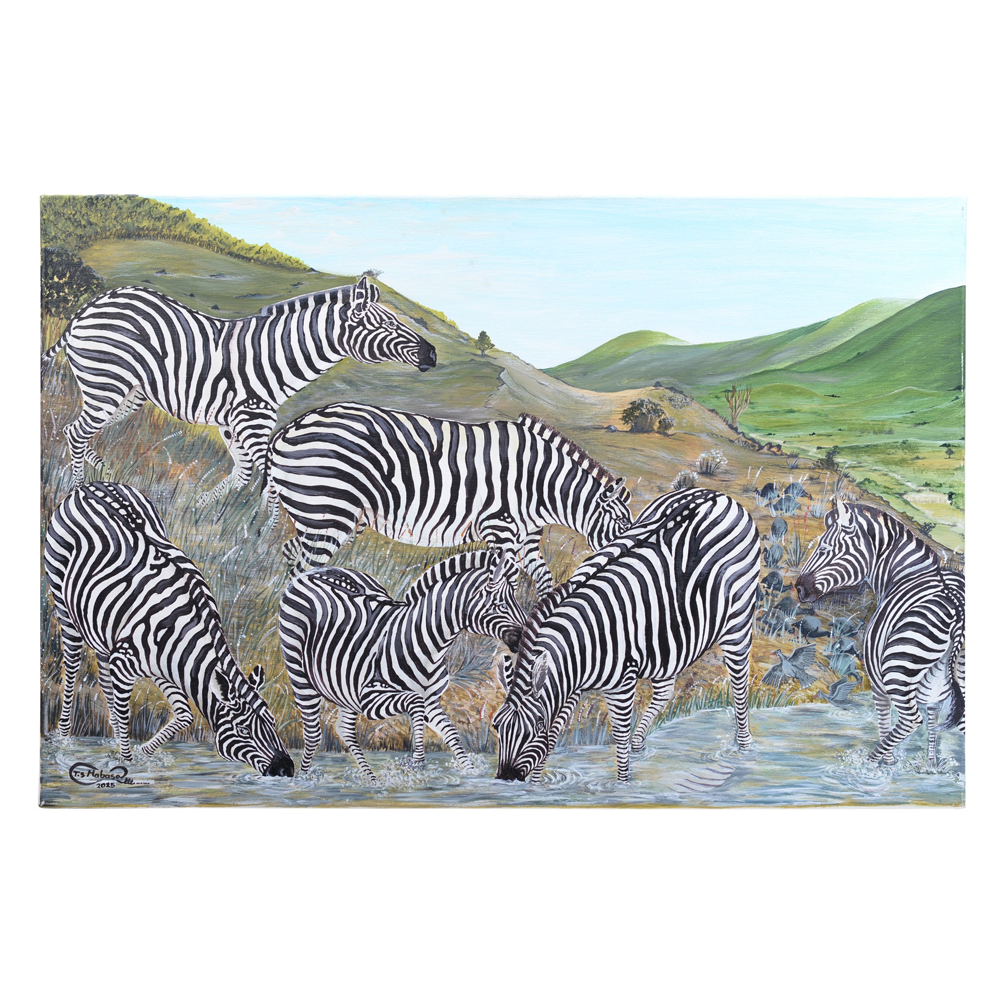 Zebra canvas