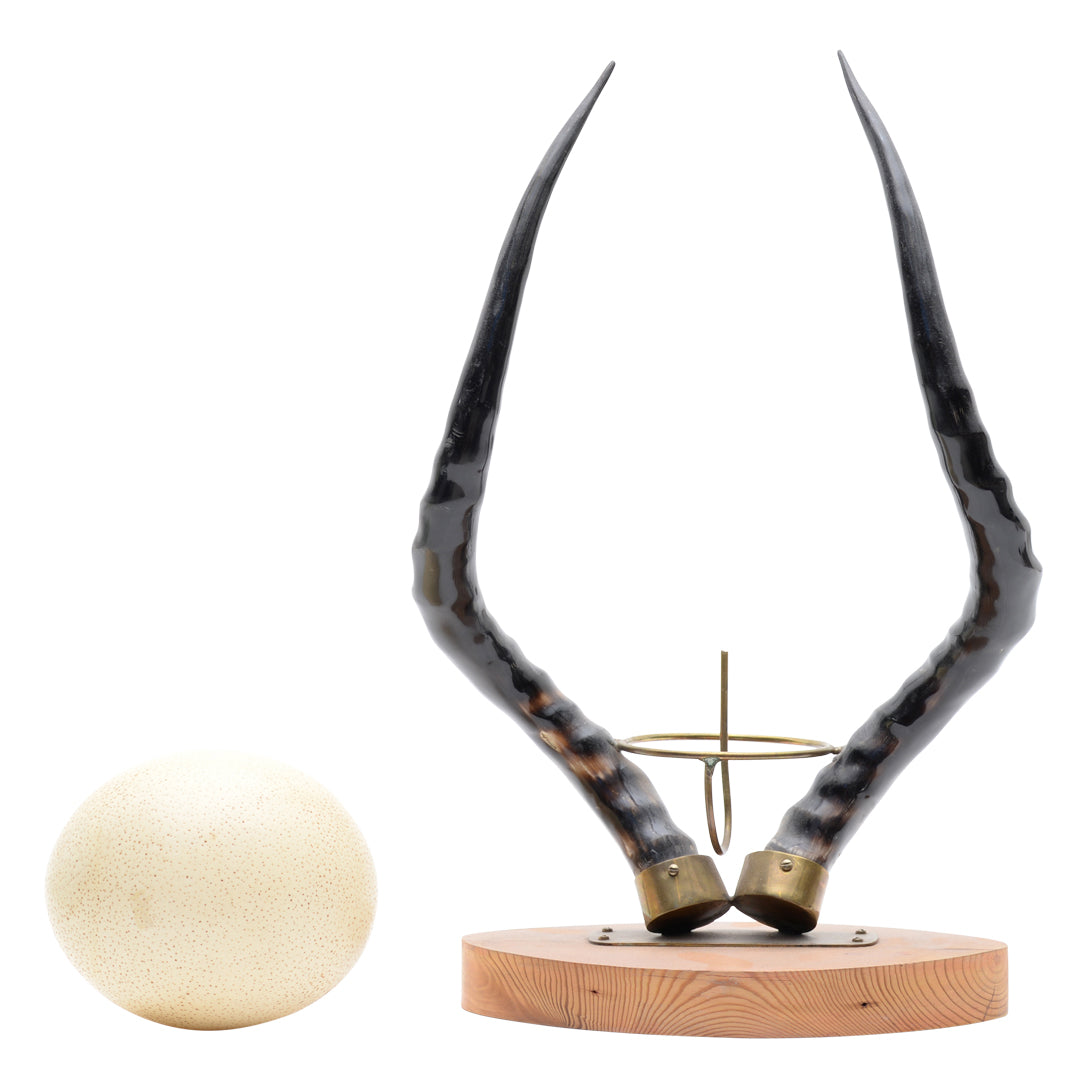 Ostrich egg impala horns