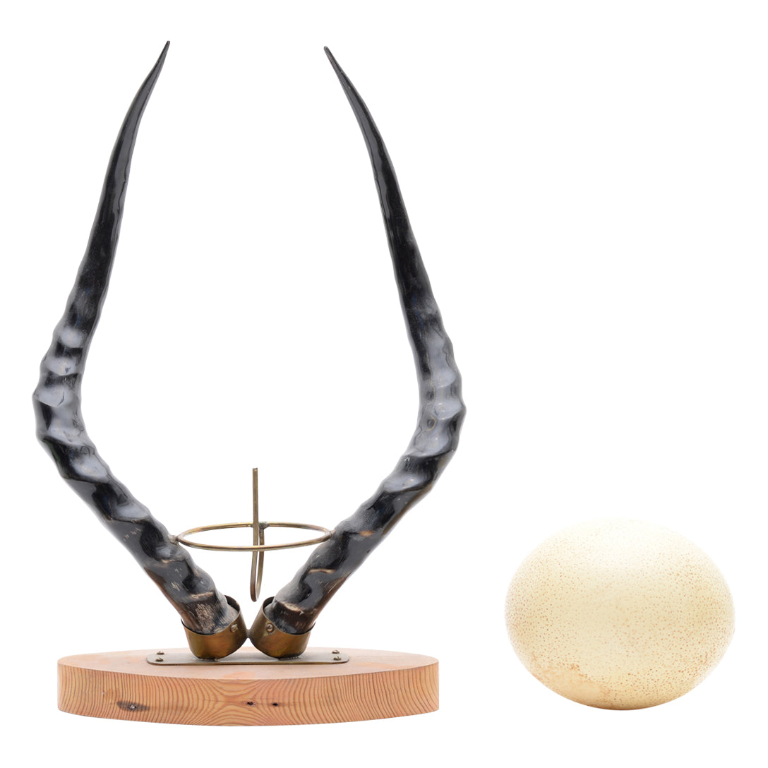 Ostrich egg impala horns