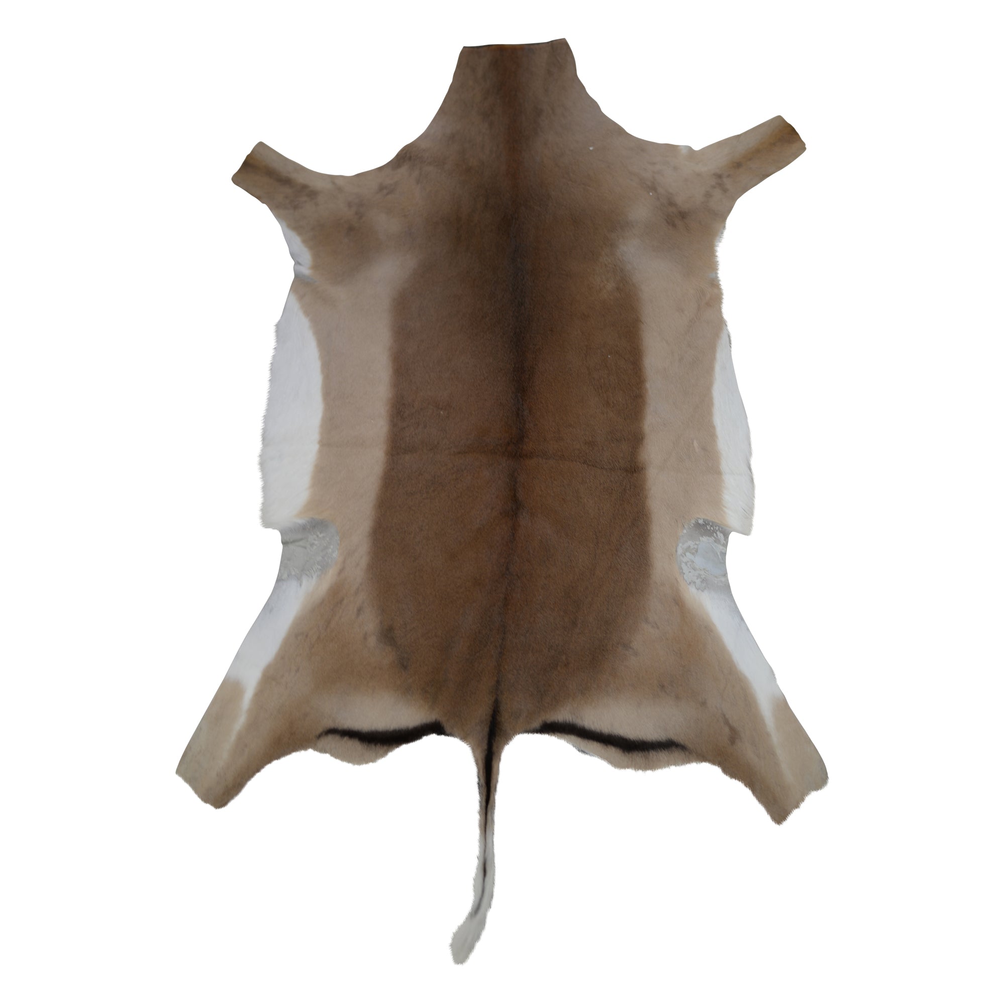 Springbok skin